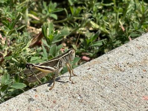 las vegas grasshoppers measuring thickness|Why are there so many grasshoppers in the Las .